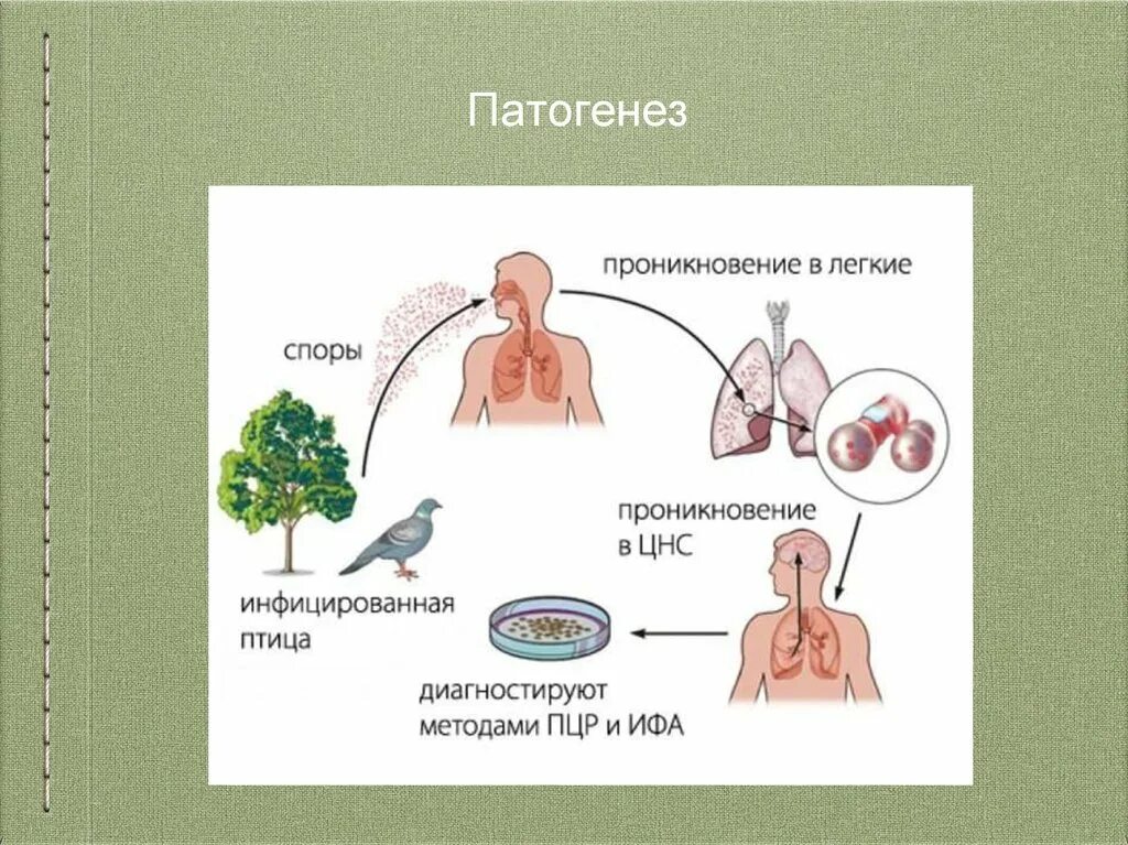 Орнитоз у человека лечение. Орнитоз птиц патогенез. Орнитоз механизм передачи. Орнитоз патогенез схема.