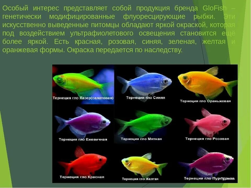 Тернеции отличить самку. Глофиш аквариумные рыбки. Аквариумная рыбка Тернеция гло. Аквариумные рыбки тетра глофиш. Тернеции рыбки глофиш.