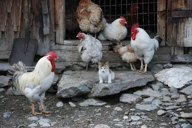 Гонять кур. Кошка и куры. Курица и кошка. Кошка курица цыплята юмор. Красные куры гоняют котов.