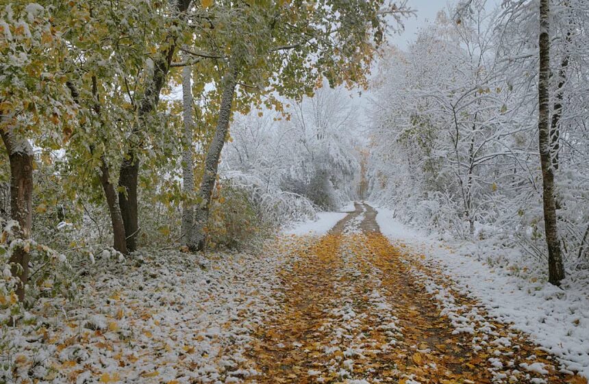 Первый снег картинки. Первый снег. Снег осенью. Ноябрь первый снег. Наступила зима.
