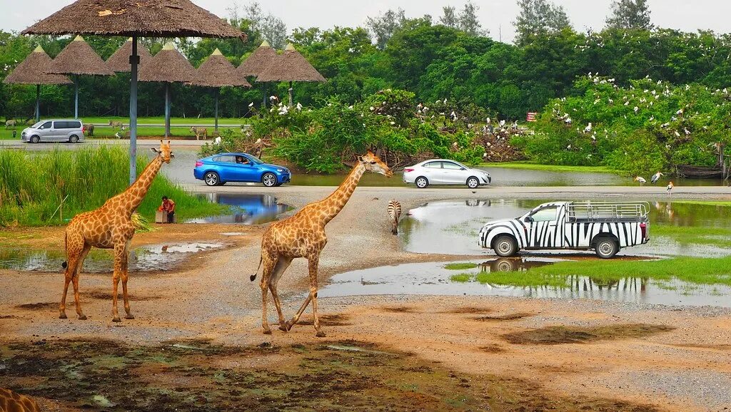 Сафари парк рязань. Сафари в тайланде. Можайск сафари парк. Зоопарк в краснодаре сафари парк. Сафари парк шемахи.