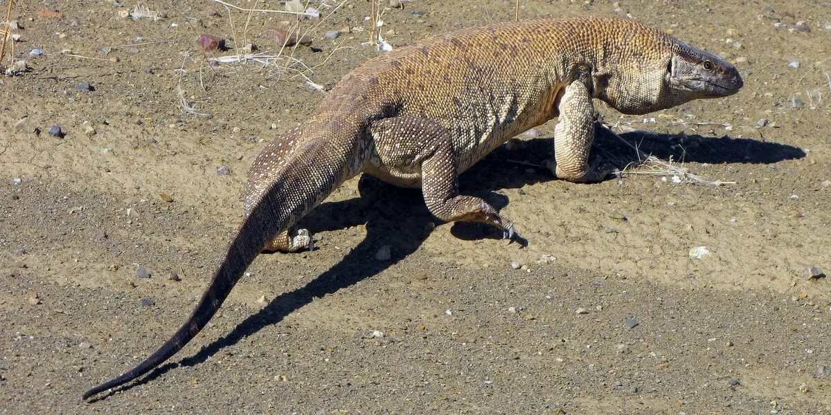 Big lizard. Черногорлый варан. белогорлый варан. varanus albigularis. полосатый варан.