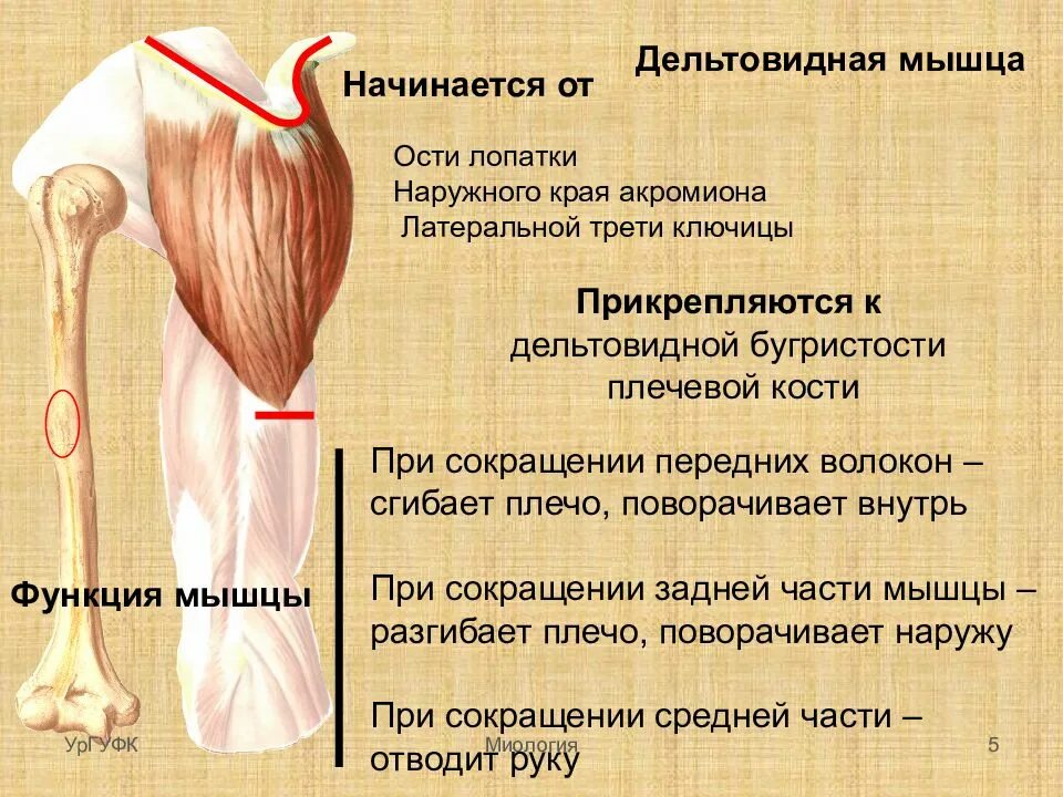 К чему крепятся мышцы. Дельтовидная мышца анатомия функции. Передняя часть дельтовидной мышцы функции. Место прикрепления дельтовидной мышцы.