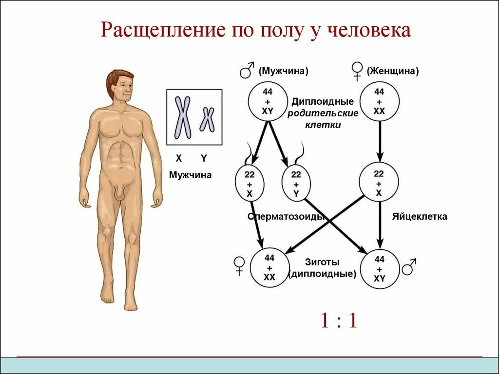 Смешанный пол человека