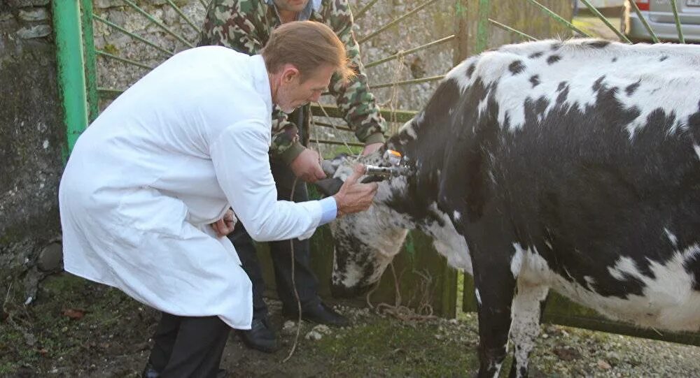 Туберкулез у коров. Туберкулинизация КРС вакцина.