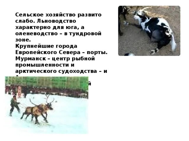 Основные отрасли хозяйства европейского севера. Животноводство европейского севера. Животноводство европейского севера. Оленеводство европейского севера. Отрасли сельского хозяйства европейского севера таблица.