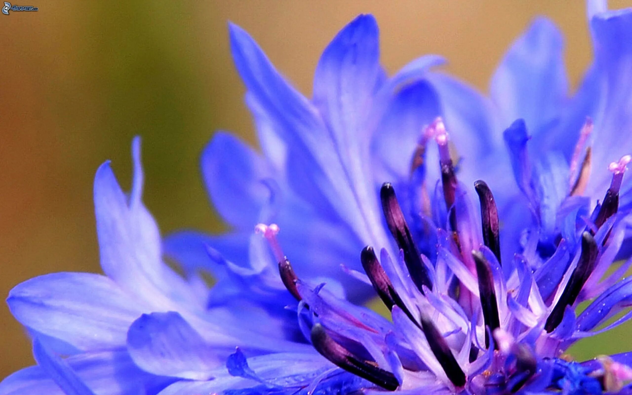 Васильков рабочие. Василек синий Корнфловер. Василек синий (Centaurea cyanus). Василек метельчатый. Цветы Алексин Василек.