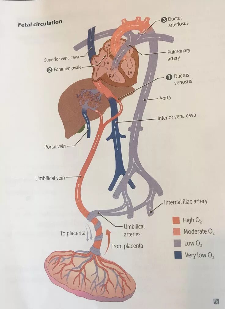 Been in circulation. Fetal circulation. ductus venosus печени. portal vein systemetic shunts. heart veins .fetal circulation.