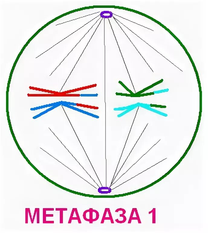 Метафаза 1 рисунок. Метафаза мейоза 1. мейоз 1 метафаза 1. метафаза редукционного деления. метафаза мейоза 1 и 2.