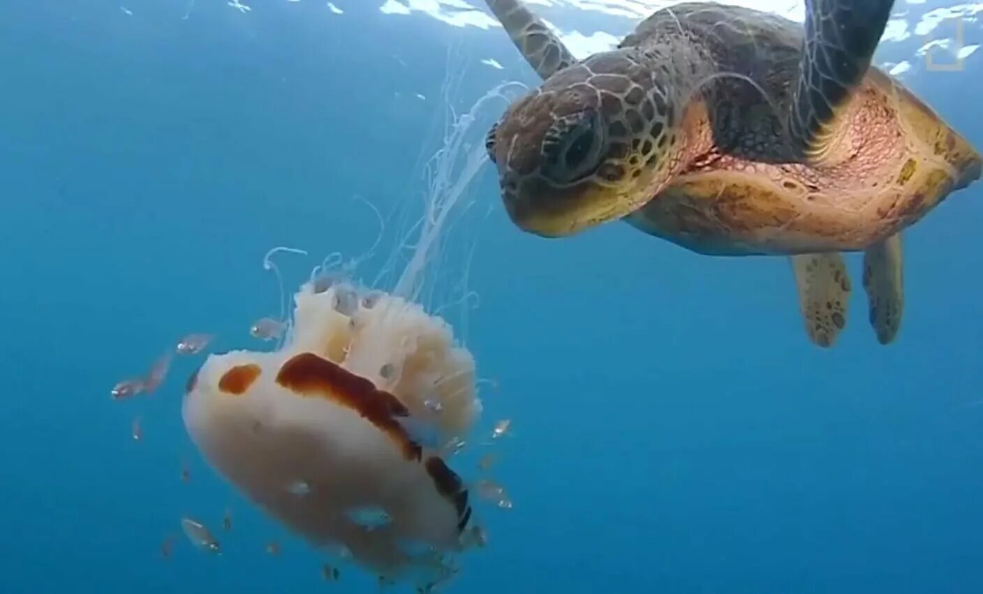 Существуют ли морские. Морская черепаха. Черепаха ест медузу. Кожистая черепаха ест медузу. Самые опасные морские обитатели.