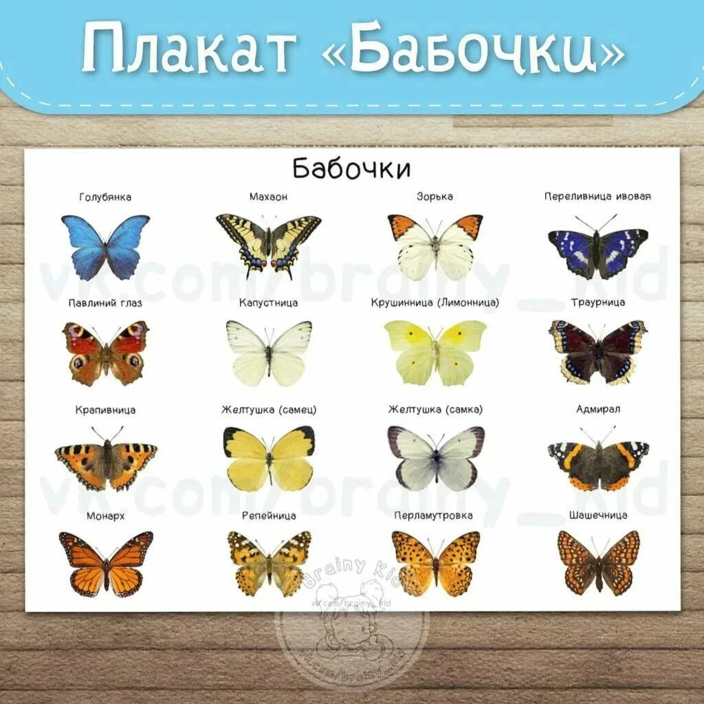 Какой бабочки не существует ответ. Название бабочек. виды бабочек с названиями. бабочки плакат. названия бабочек с картинками.
