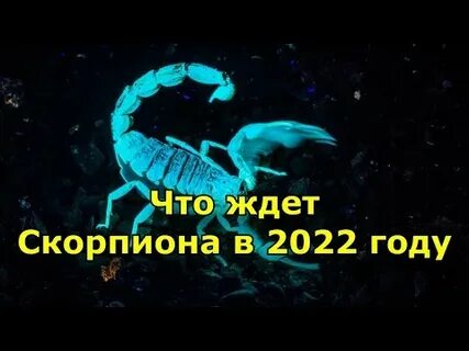 Скорпион 2022