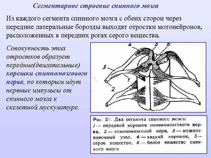 Передние и задние рога сегментов спинного. Сегментарное строение спинного мозга. Сегментоядерный аппарат спинного мозга. Структура сегмента спинного мозга. Схема сегментарного строения спинного мозга.