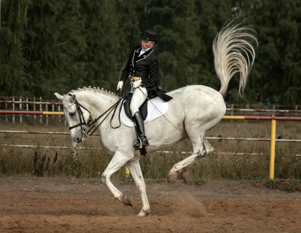 Выездка конный спорт принимание. Круглова анна коный спорт. Элементы выездки в стар стейбл. Конный спорт элементы. Тотилас пассаж.