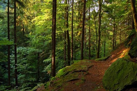 Nachrichten Fotos. kostenloses Original Landschaft, Baum, Natur, Wald, Wild...