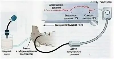 Центр регуляции кровяного давления