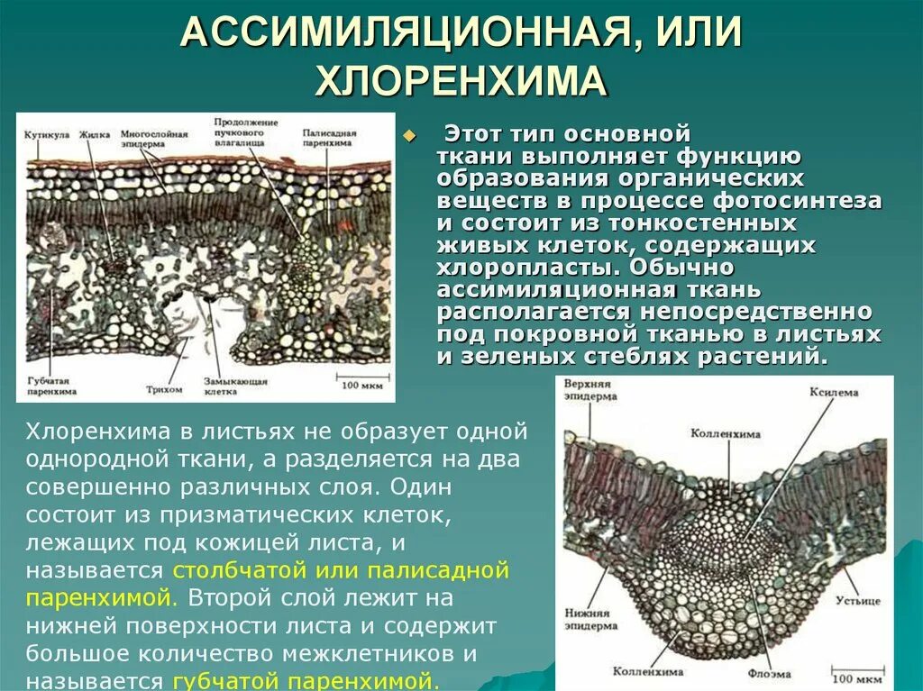 Процесс образования тканей называется
