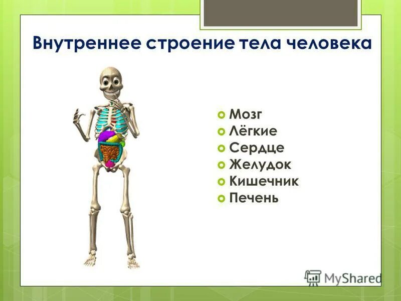 Человек 4 класс окружающий мир с названиями. Строение человека. Строение тела человека. Модель внутреннее строение тела человека. Внешнее и внутреннее строение человека.