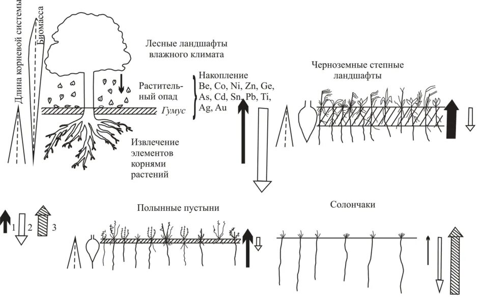 Миграция атомов уровень. Биогенная аккумуляция химических элементов. миграция элементов в почве. аккумуляция биогенных элементов в почве. механическая миграция элементов в ландшафтах.