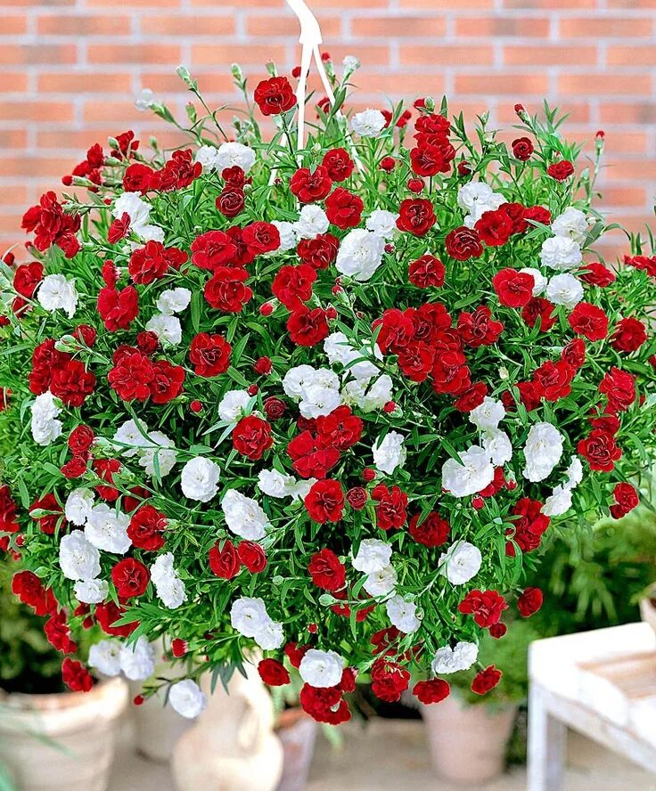Гвоздика ампельная. Гвоздика ампельная red. Ампельная гвоздика выращивание и уход. Гвоздика ампельная дарк ред. Ампельная гвоздика выращивание и уход.