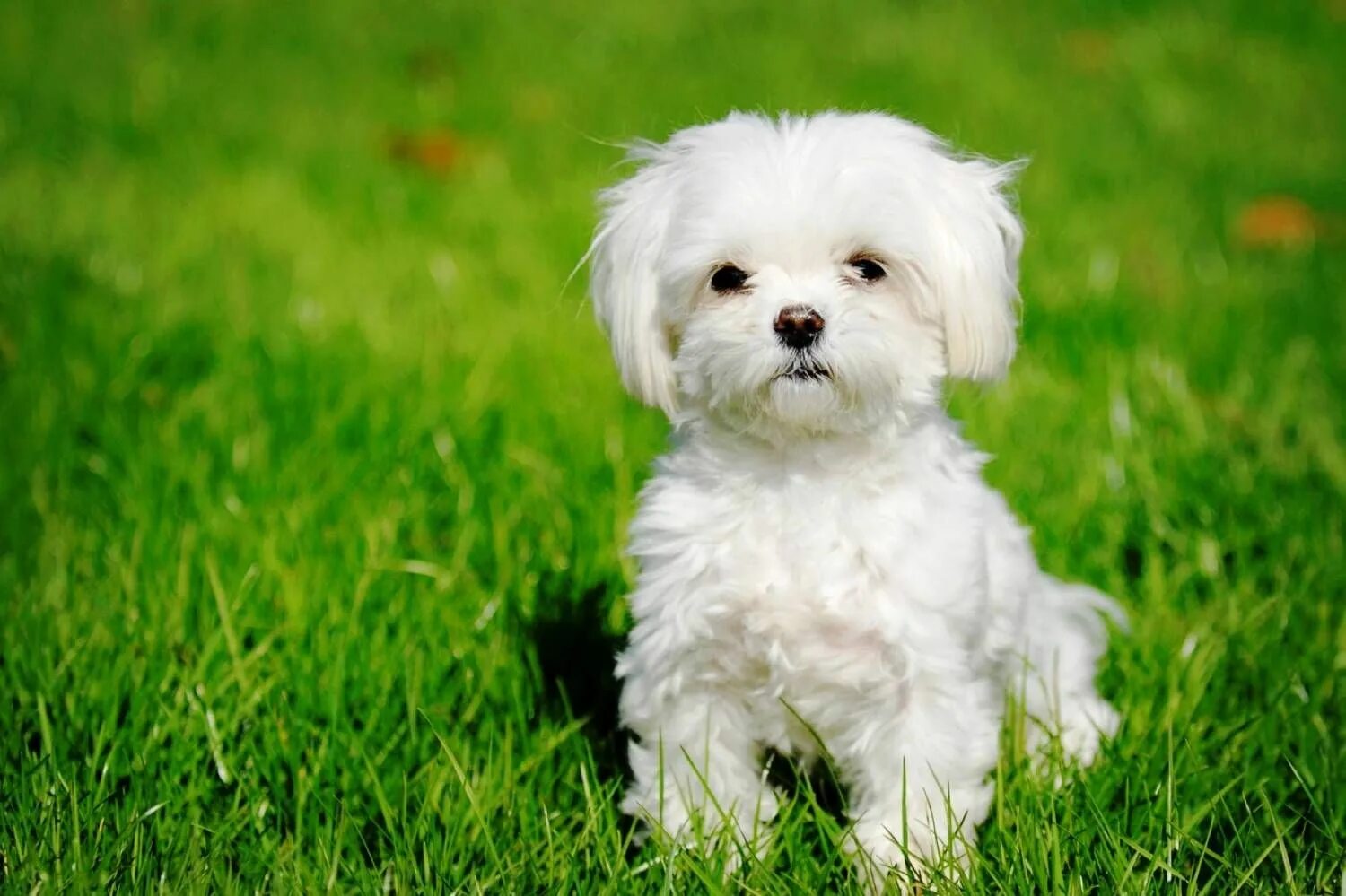 Free Images : little puppy, dog like mammal, maltese, black and white, dog breed