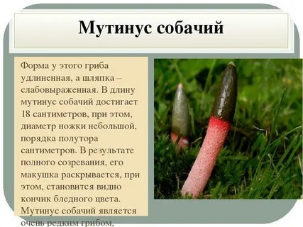 Грибы хрен