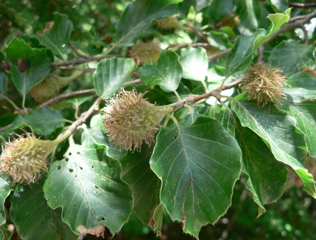 Дерево бук фото и описание. Бук дерево. Бук крупнолистный (Fagus grandifolia). Буковые орешки чинарики. Бук дерево в России.