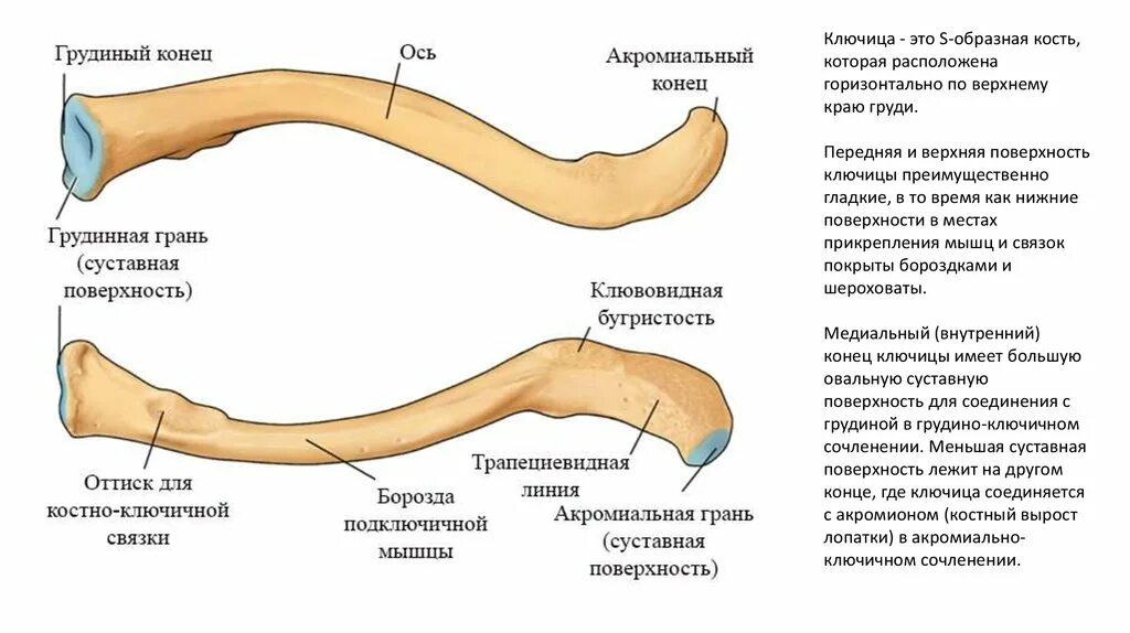 Отличить кость. Ключица это трубчатая кость. Ключица трубчатая кость или нет. Ключица анатомия строение. Строение правой ключицы.