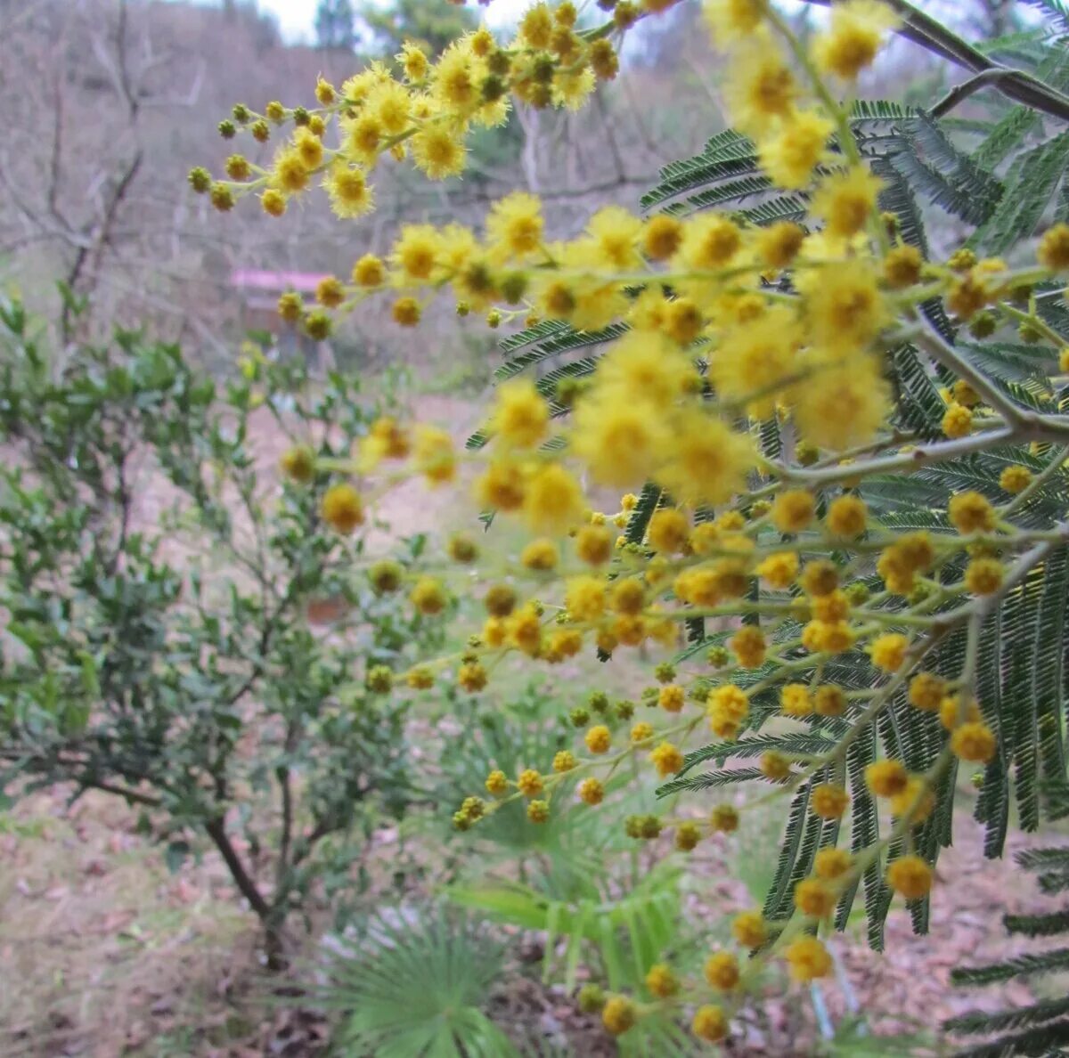 Цветение мимозы в абхазии. Сад мимозы в сочи. Сад мимозы в сочи. Мимоза цветет в сочи. Мимозовые аллеи абхазия.