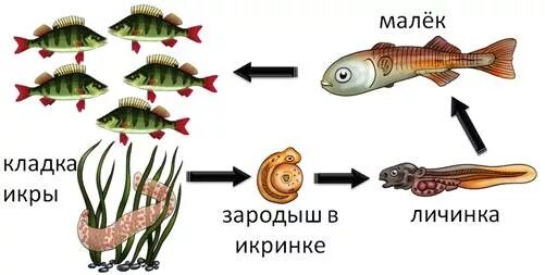 Определите тип развития животных морской окунь. Цикл развития рыбы схема. цикл развития рыбы схема стадии развития. жизненный цикл речного окуня. речной окунь размножение.