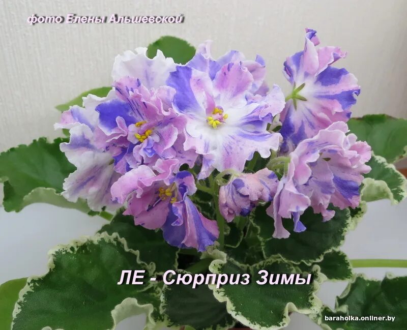 ЛЕ-Сюрприз Зимы