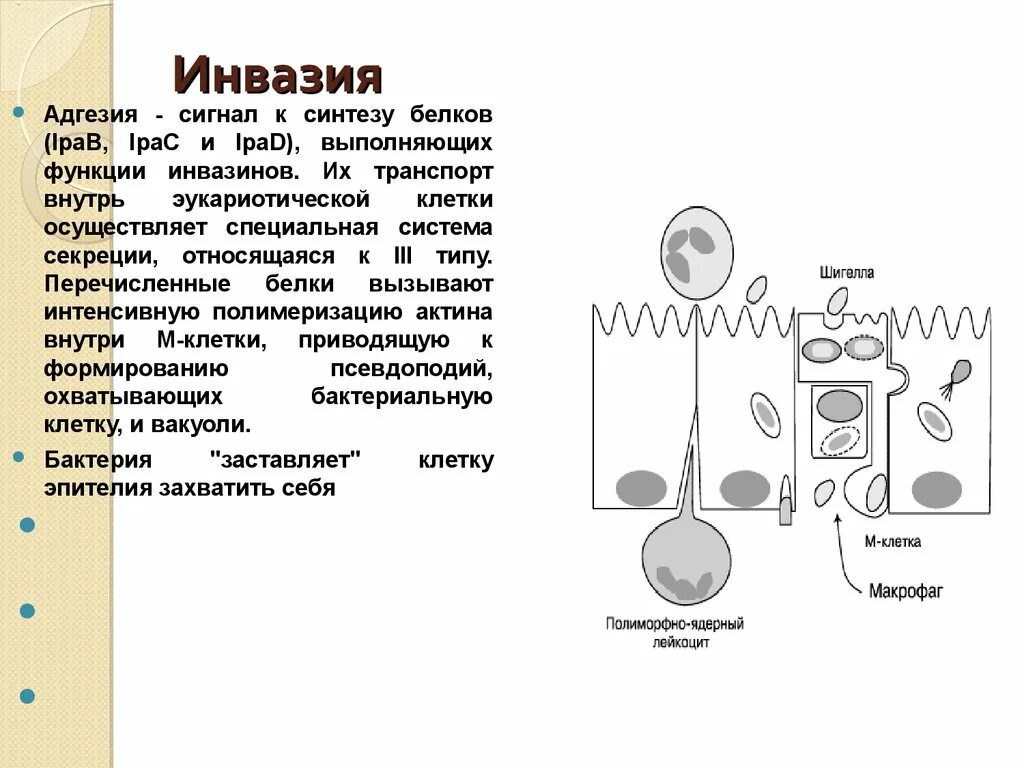 Инвазия микроорганизмов. Адгезия и инвазия. Адгезия и инвазия бактерий. Вазия.