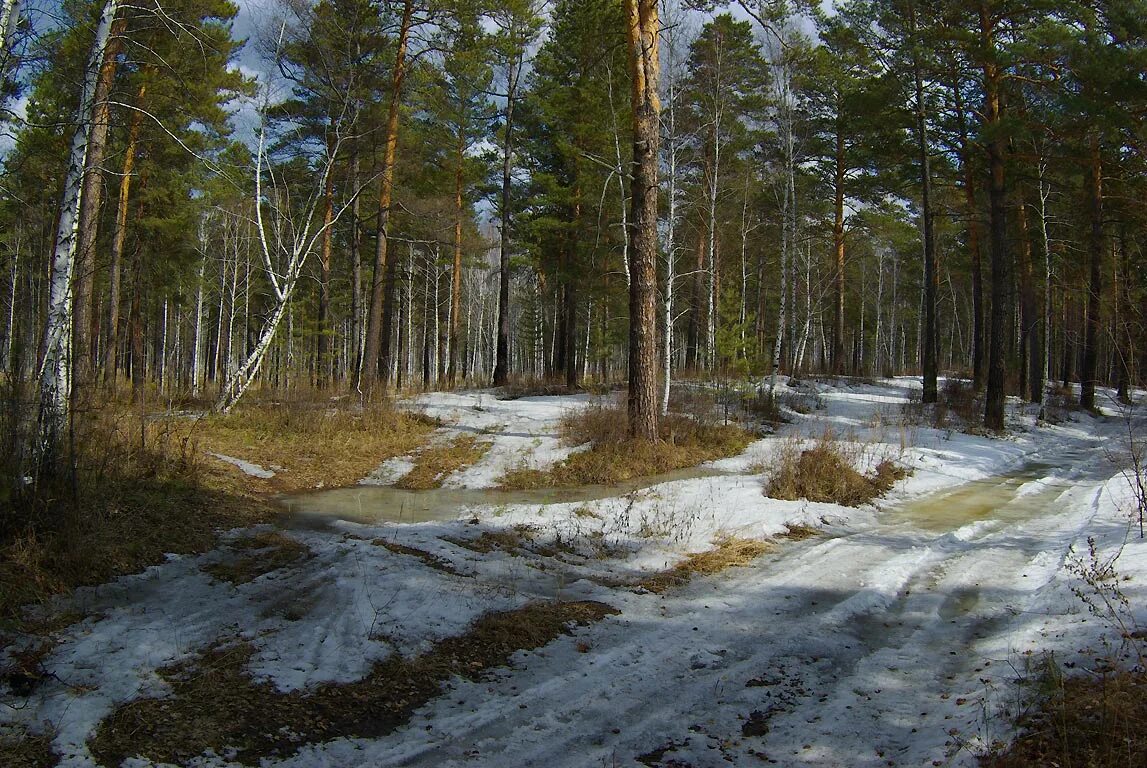 Обработка хвойных ранней весной