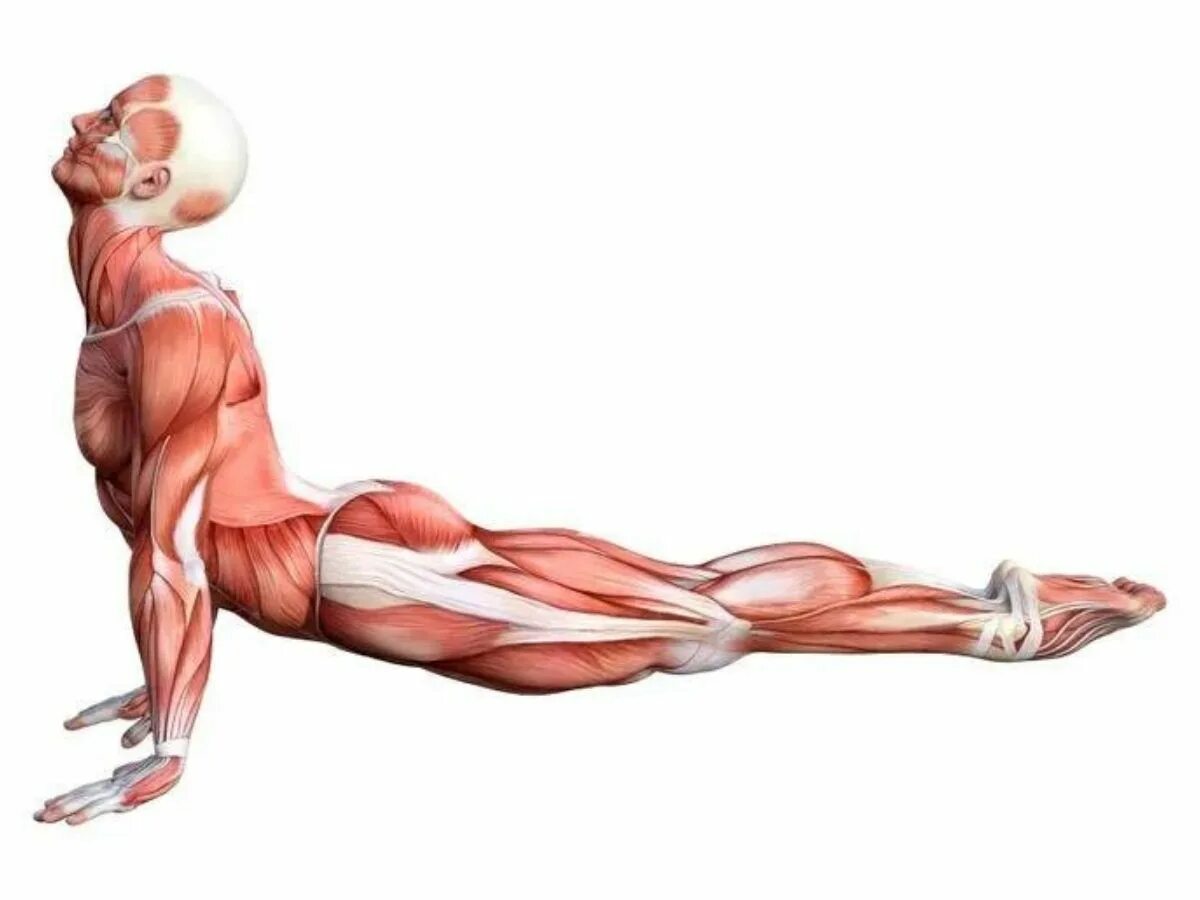 Какие мышцы наиболее развиты. Стретчинг мышц. Растяжка мышц живота. Растягивание мышц спины. Растяжка мышц спины упражнения.