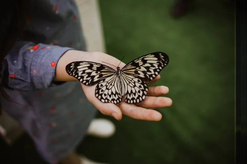 выбор бабочки. выбери бабочку и узнай о себе. тест бабочки психология. символ психологии бабочка. голубянка бурая.