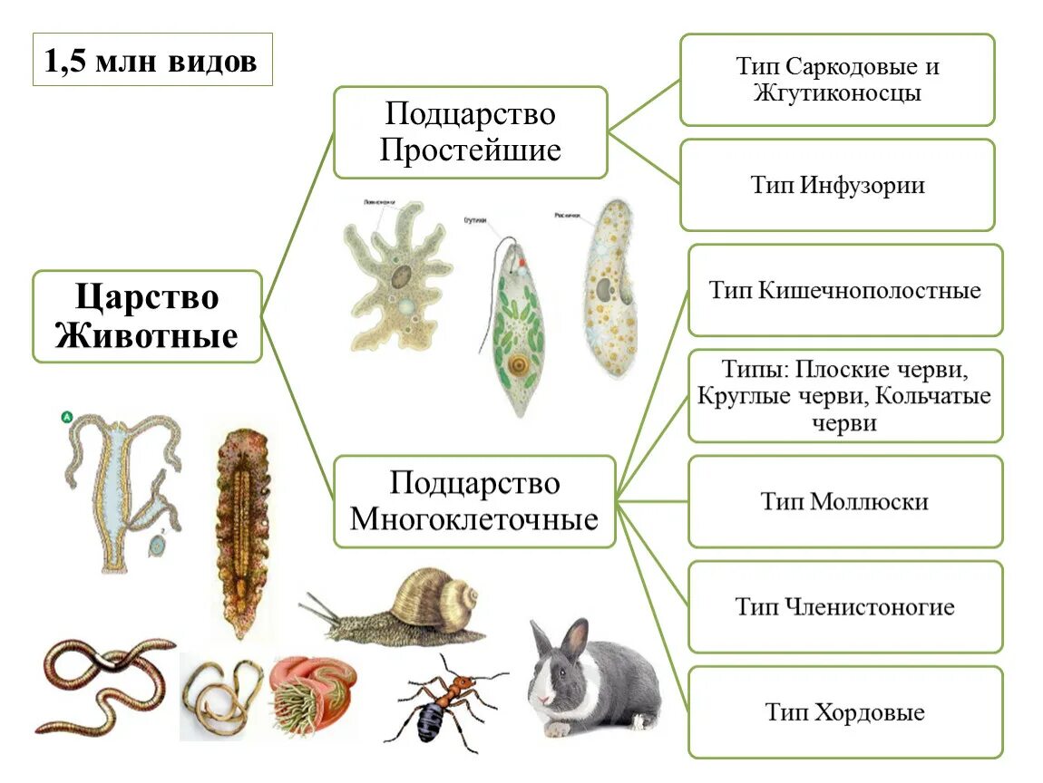 Подцарство многоклеточные животные Тип. Царство животные Подцарство многоклеточные. Царство животные Тип простейшие. Классификация подцарства многоклеточные.