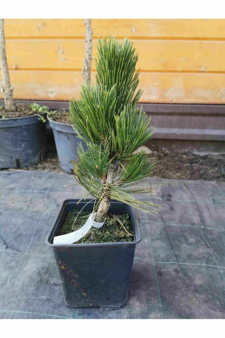 Pinus heldreichii