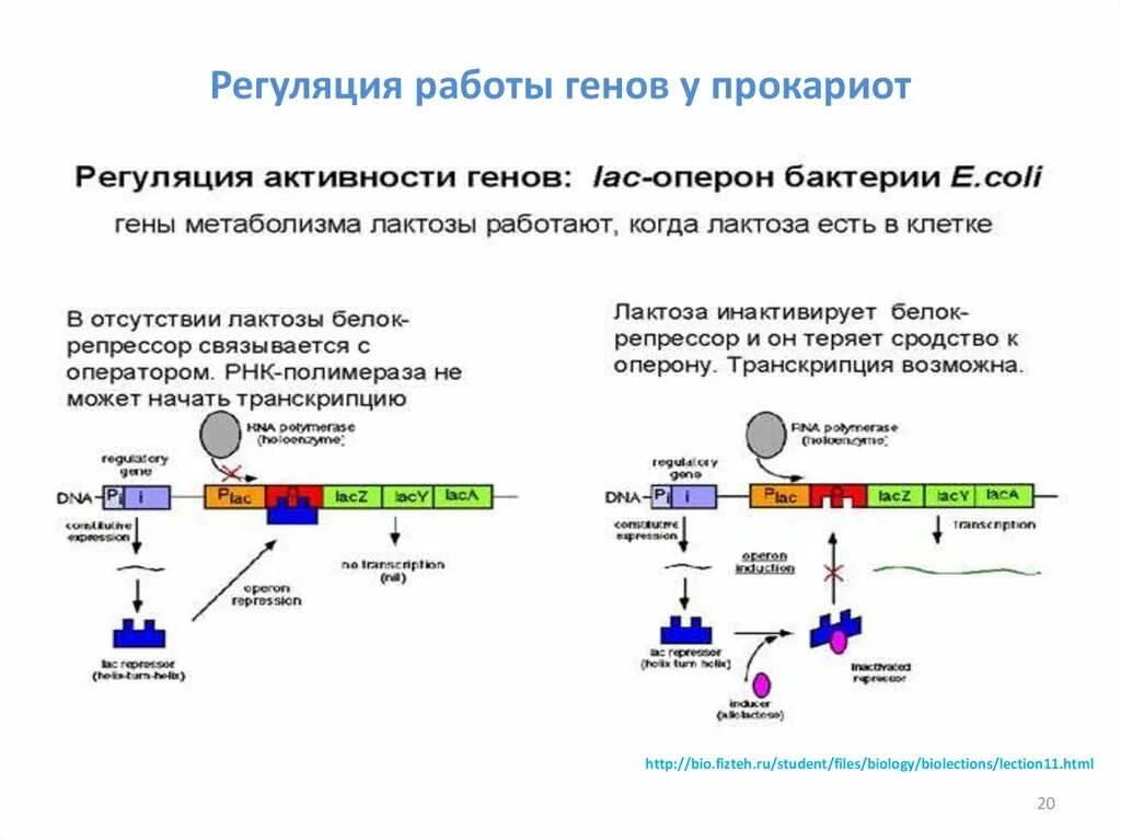 Регуляция активности генов у эукариот схема. Регуляция активности генов у прокариот. Регуляция экспрессии генов у прокариот. Регуляция активности генов у прокариот (схема работы оперона).