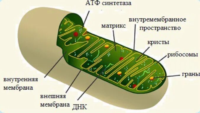 Митохондрии атф хлоропласты. Митохзондрия Кристи Матрикс. Тилакоиды в митохондриях. Строение Крист митохондрий. Кристы и Матрикс митохондрий.