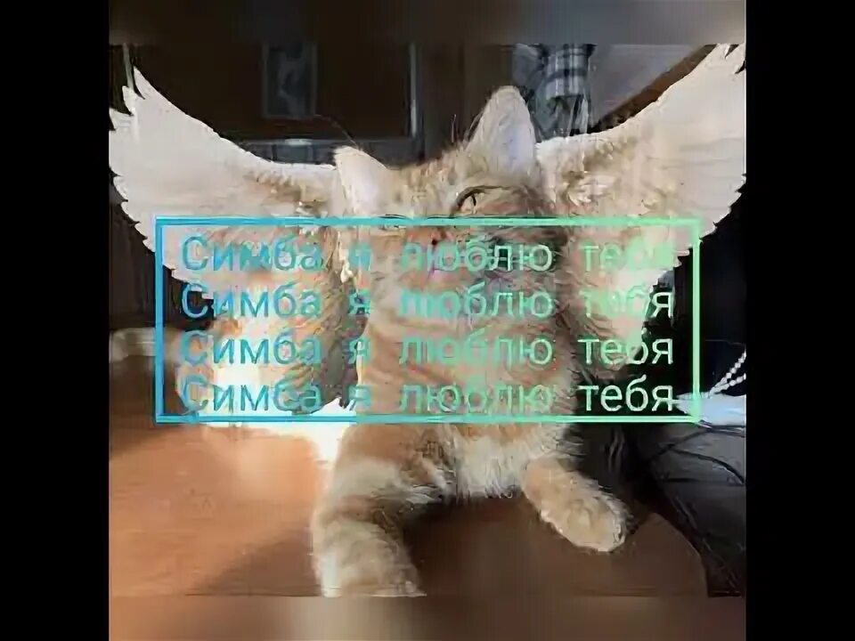 Симба бой песня каждая девчонка. Я люблю тебя simbachka. симба я люблю тебя. симба я люблю тебя песня. симба я люблю тебя текст.