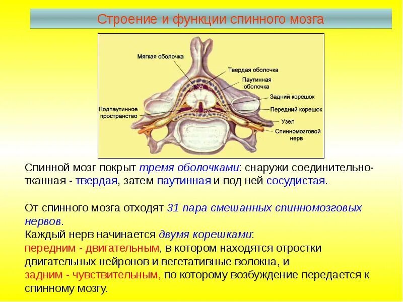 Функции спинномозгового мозга. Спинной мозг строение и функции. Строение спинномозгового нерва. Спинной мозг строение и функции нервная система. Функции спинного мозга кратко.