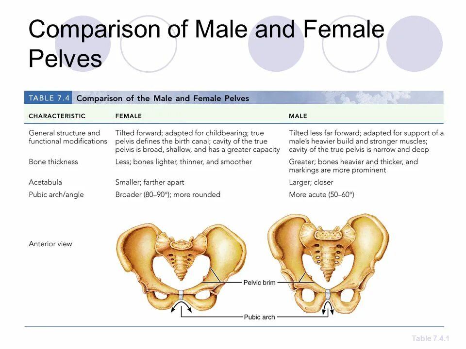 7 bone. Pelvis male and female. female pelvis diametrs. narrow pelvis. male female pelvic bone.