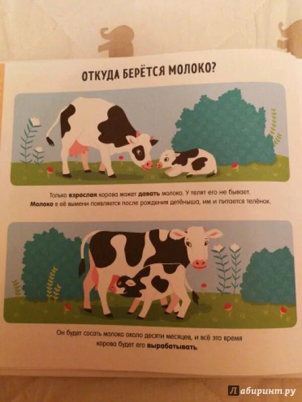 Корова с большим выменем. Политические идеологии на коровах. Откуда берется молоко у коровы. Откуда взялись коровы. Калмыцкая корова.