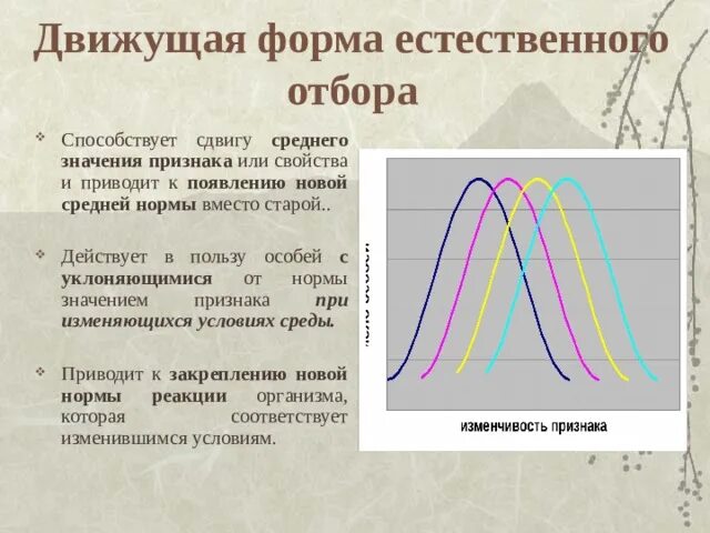 PPT - Формы естественного отбора PowerPoint Presentation - ID:5748081