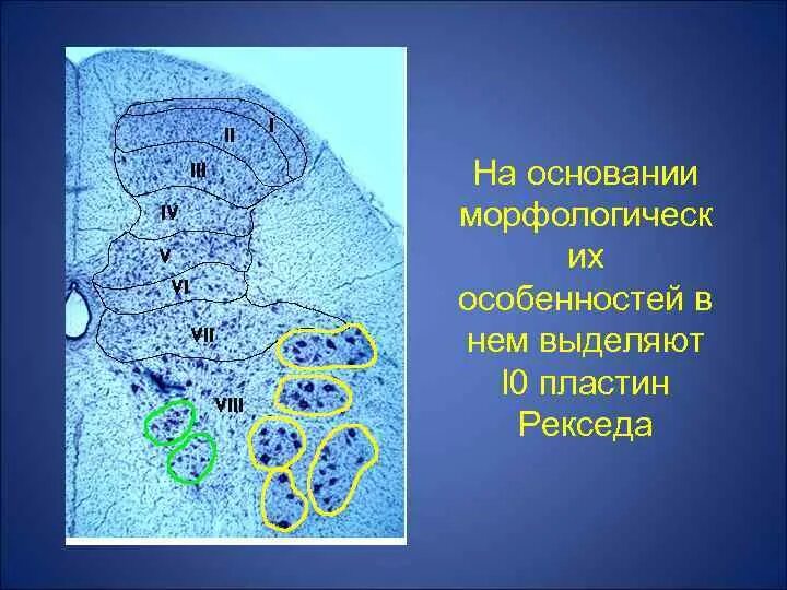 Пластина мозга. Слой серого вещества по Рекседу. Пластины спинного мозга. Пластины серого вещества спинного мозга. Пластины Рекседа.