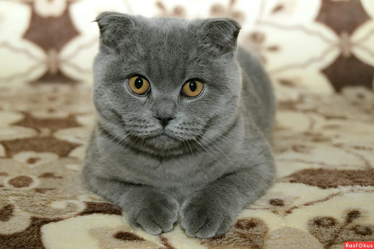 британский вислоухий скоттиш фолд. шотландская вислоухая (или скоттиш-фолд). британский скоттиш фолд. шотландские вислоухие коты. шотландская вислоухая кошка фолд.