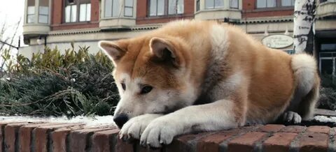 Собака ждала хозяина 10 лет