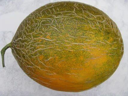 Круглая дыня сорт