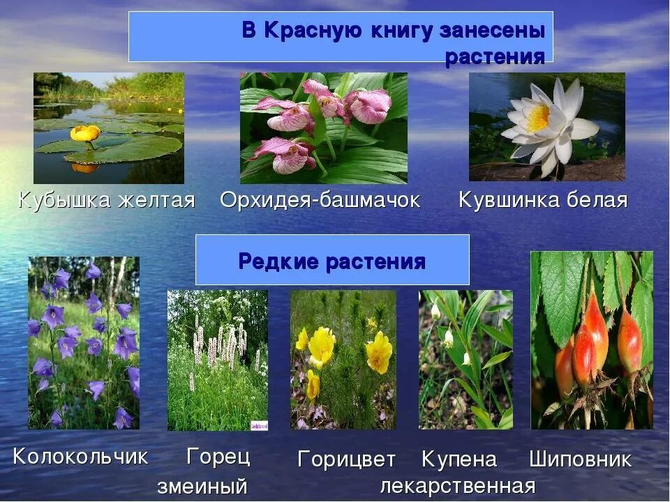 Цветы занесенные в красную книгу. Растения красной книги россии. растения занесенные в красную книгу. цветы красной книги россии. растения отнесены в красную книгу.