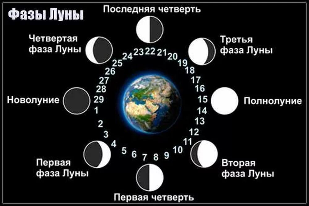 Сколько дней новолуние. Фазы Луны. Четверти Луны. Фазы Луны фото. Фазы Луны фазы Луны.